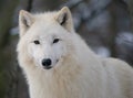 White arctic wolf in a winter forest