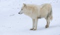 White arctic wolf in a winter forest