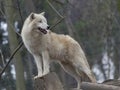 White arctic wolf