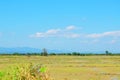 White Ardeidae birds finding food in farm Field Royalty Free Stock Photo