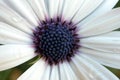 White argyranthemum Royalty Free Stock Photo