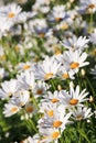 White Argyranthemum flower Royalty Free Stock Photo