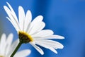 White Argyranthemum flower on blue sky Royalty Free Stock Photo