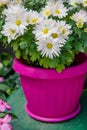 White Argyranthemum flowers in a bright pink pot houseplant Royalty Free Stock Photo