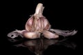 White aromatic garlic isolated on black glass Royalty Free Stock Photo