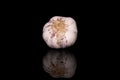 White aromatic garlic isolated on black glass Royalty Free Stock Photo