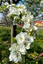 White aromatic pear flowers in springtime in the garden