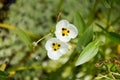 White arrow head flower Royalty Free Stock Photo