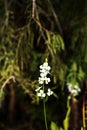 White arrowhead flower called Sagittaria latifolia in a marsh Royalty Free Stock Photo