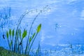 White Arrowhead Flowers on a Blue Pond
