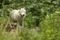 White artic wolf Royalty Free Stock Photo