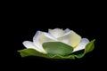 White artificial lotus flower Royalty Free Stock Photo