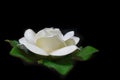 White artificial lotus flower Royalty Free Stock Photo