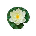 White artificial water lily on white background Royalty Free Stock Photo