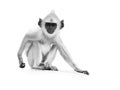 on white, artistic black and white photo Grey Langur baby Gray