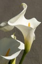 White arum in bloom in garden