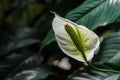 White Arum