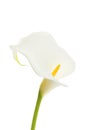 White arum flower Royalty Free Stock Photo