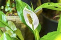 White arum with green leaves