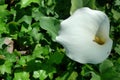 A white arum lily in the afternoon sun