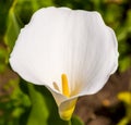 White Arum Lily