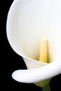 White arum lily close-up from in front Royalty Free Stock Photo