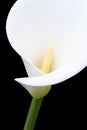 White arum lily close-up from the front Royalty Free Stock Photo