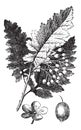 White Ash or Fraxinus americana vintage engraving