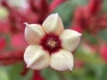 White Ashanti Blood Flower