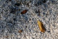 White ashes of burnt leaves. Royalty Free Stock Photo