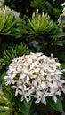 White Ashoka Flower