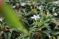 White Ashoka Flower with Blurred Leaves in The Front