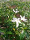 white ashoka flowers that have bloomed