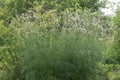 White Asian burnet Sanguisorba tenuifolia, a flowering plant Royalty Free Stock Photo