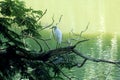 White asian heron perched on tree branches