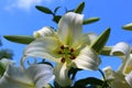 White Asian Lily Royalty Free Stock Photo