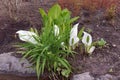 White Asian skunk cabbage blooming on bank of creek. Royalty Free Stock Photo