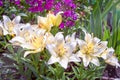 White asiatic lilies