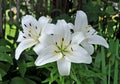 White Asiatic Lilies - Lilium Asiatic