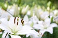 White asiatic lily