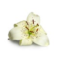 White Asiatic lily flower isolated on white