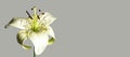 White Asiatic lily flower isolated on grey background