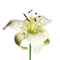 White Asiatic lily isolated on white