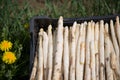White Asparagas , asparagus harvest Royalty Free Stock Photo