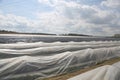 White Asparagas in plastic , asparagus harvest Royalty Free Stock Photo