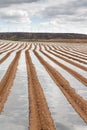 White asparagus field in Tudela, Navarra (Spain)