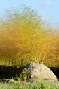 White asparagus plants Asparagus officinalis on the Dutch farm, Royalty Free Stock Photo