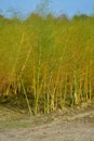 White asparagus plants Asparagus officinalis on the Dutch farm, Royalty Free Stock Photo