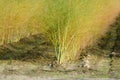 White asparagus plants Asparagus officinalis on the Dutch farm, Royalty Free Stock Photo