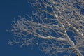 White aspen branches with snow on them against a dark blue sky